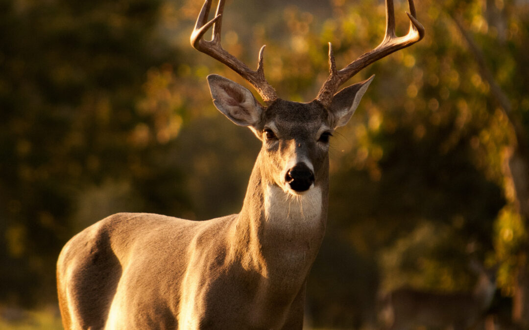 A photo of a buck to help explain Hunting and Fishing Violations