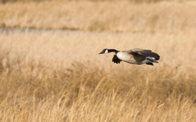 A Chestertown Lawyer’s Guide to Late Resident Canada Goose Hunting Violations in Maryland